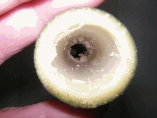 BMP144.gif
