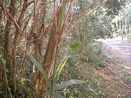 SANY0313.JPG