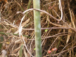 SANY0318.JPG