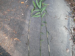SANY0321.JPG