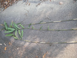 SANY0322.JPG