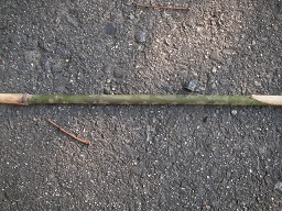 SANY0323.JPG