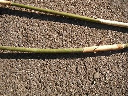 SANY0324.JPG