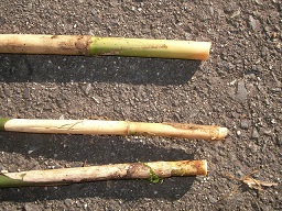 SANY0325.JPG
