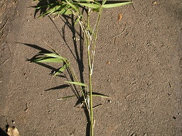 SANY0326.JPG