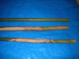 SANY0329.JPG