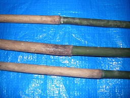 SANY0330.JPG