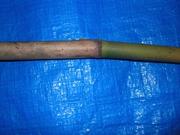 SANY0332.JPG