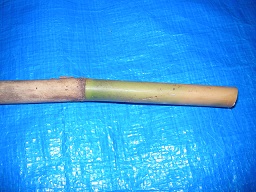 SANY0333.JPG