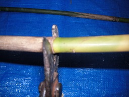 SANY0335.JPG