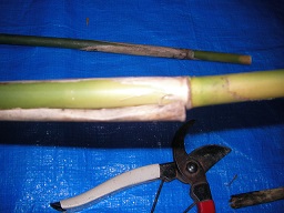 SANY0336.JPG