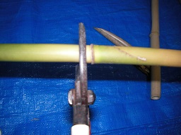 SANY0338.JPG