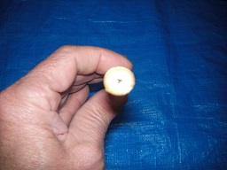 SANY0341.JPG