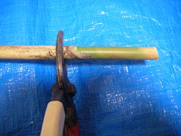 SANY0349.JPG