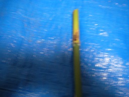 SANY0352.JPG