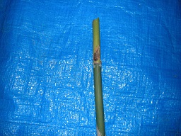 SANY0353.JPG