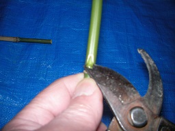SANY0362.JPG