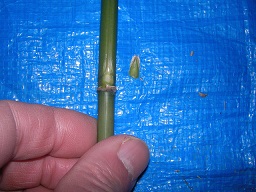 SANY0363.JPG