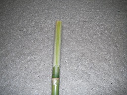 SANY0369.JPG