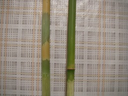 SANY0405.JPG