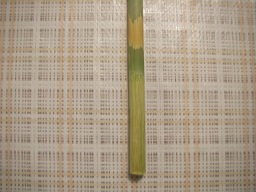 SANY0408.JPG