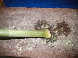 SANY0417.JPG