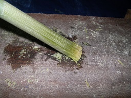 SANY0418.JPG