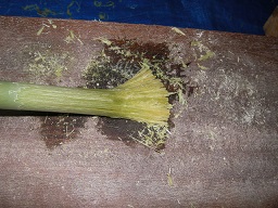 SANY0419.JPG
