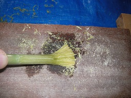 SANY0420.JPG