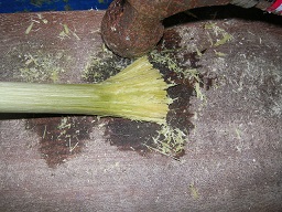 SANY0421.JPG