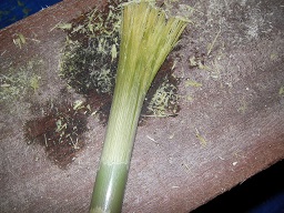 SANY0422.JPG