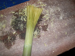 SANY0423.JPG