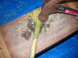 SANY0425.JPG