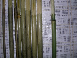 SANY0430.JPG