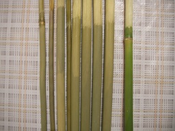 SANY0432.JPG