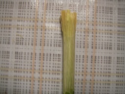 SANY0434.JPG
