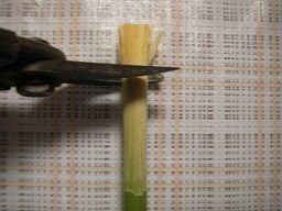 SANY0436.JPG