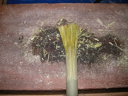 SANY0452.JPG