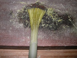 SANY0453.JPG