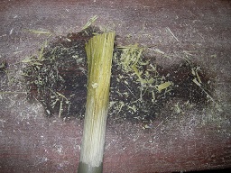 SANY0454.JPG