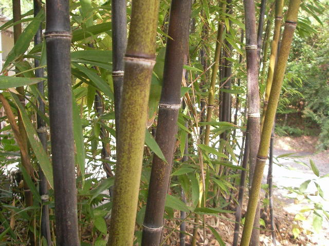 s160.JPG